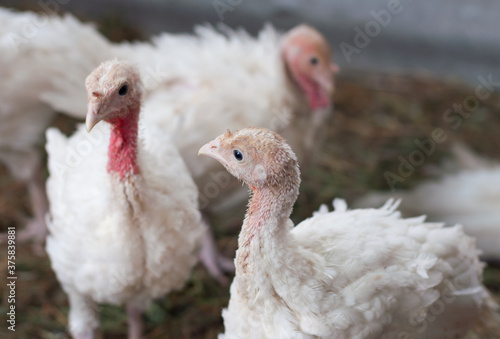 young turkeys on the farm, turkey breeding