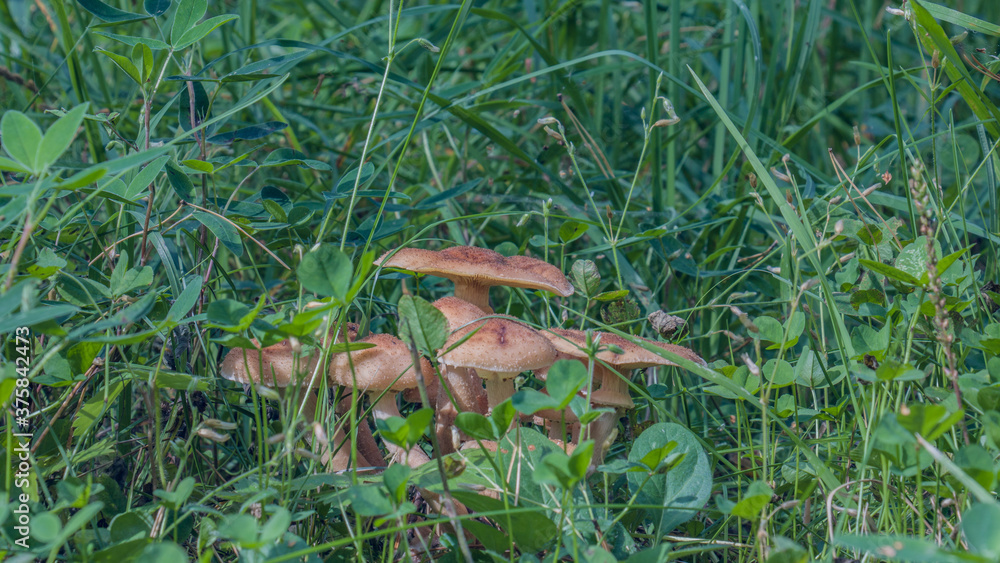 Mushrooms in pine forest scene. Forest mushrooms scene. Mushrooms in forest. Mushrooms forest view Mushrooms in pine forest scene. Forest mushrooms scene. Mushrooms in forest. Mushrooms forest view
