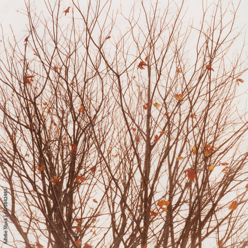 Bare alder and maple tree in autumn Bare alder and maple tree in autumn