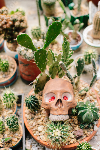 Terminator cactus plant photo