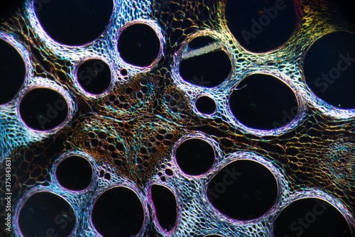 Cells of plant, Cucurbita stem photo