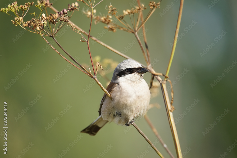 red-backed shrike (Lanius Collurio) red-backed shrike (Lanius Collurio)
