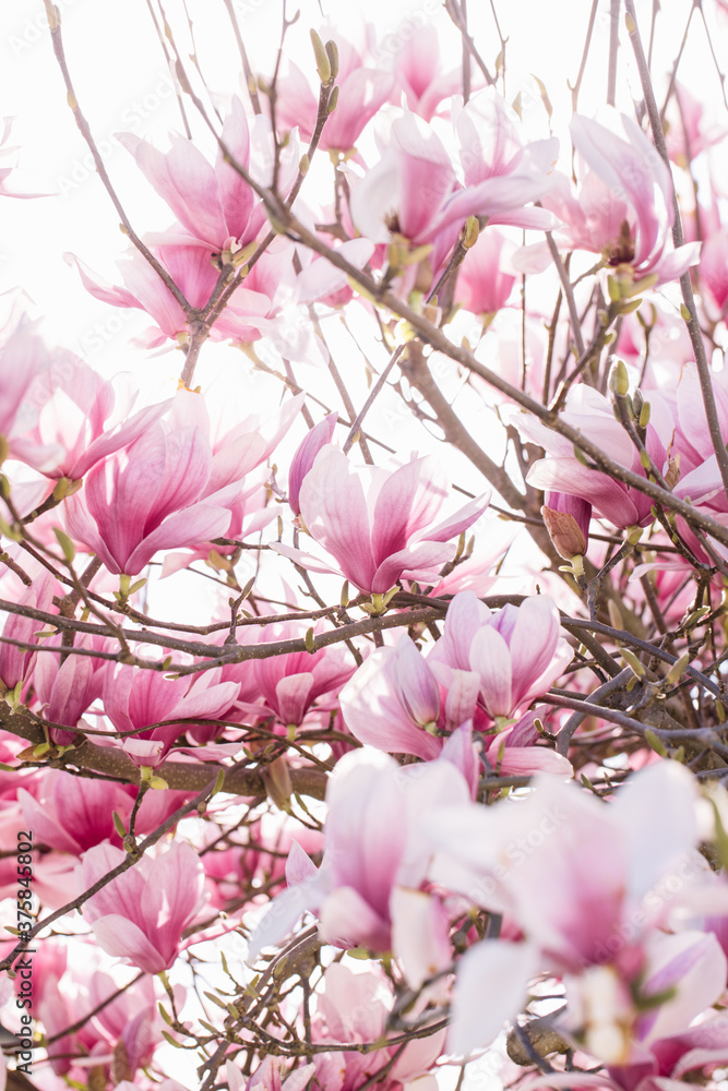 Pink magnolia blossoms in spring Pink magnolia blossoms in spring