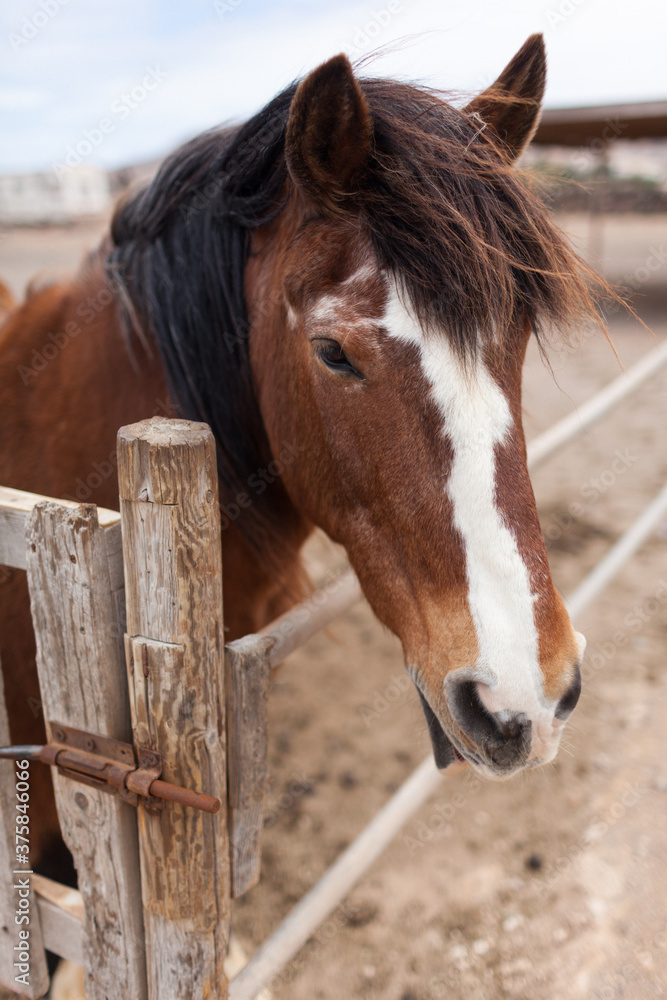 Horse Portrait in a Desert Stable .