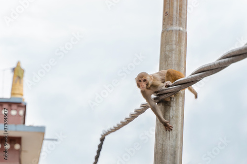 Slika na platnu Young monkey in Kathmandu city, stock photo
