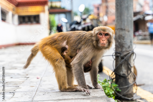 Mother monkey with her baby at the Swayambhunath temple in Kathmandy © Dzianis Rakhuba