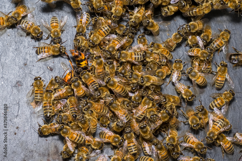 Un frelon européen se fait attaquer par les abeilles Un frelon européen se fait attaquer par les abeilles