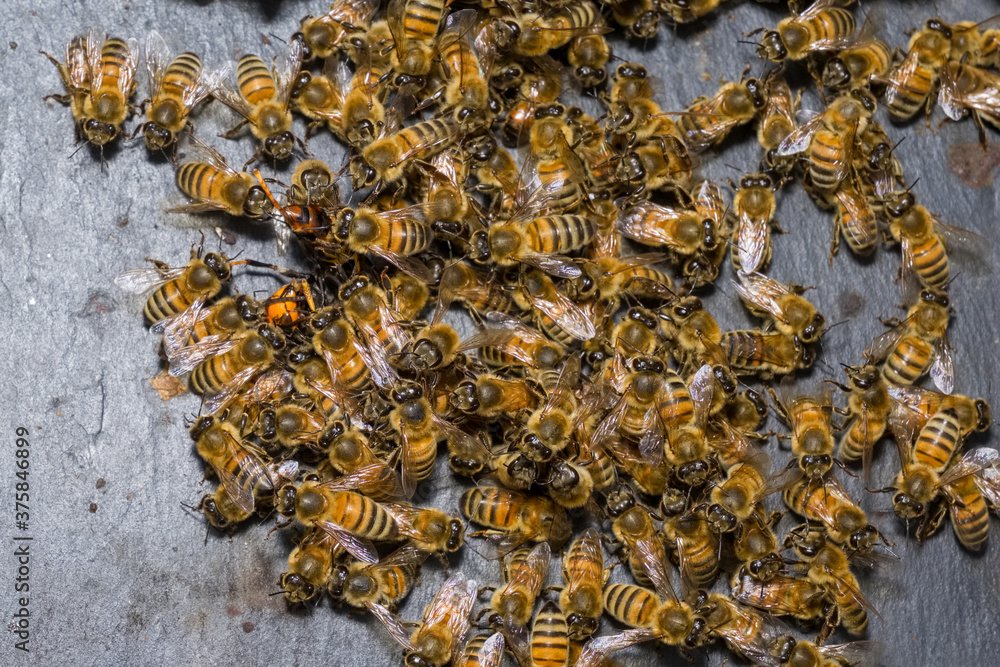 Un frelon asiatique se fait attaquer par les abeilles Un frelon asiatique se fait attaquer par les abeilles