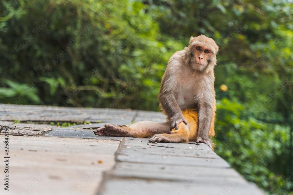 Obraz premium Monkey at the Swayambhunath temple, stock photo