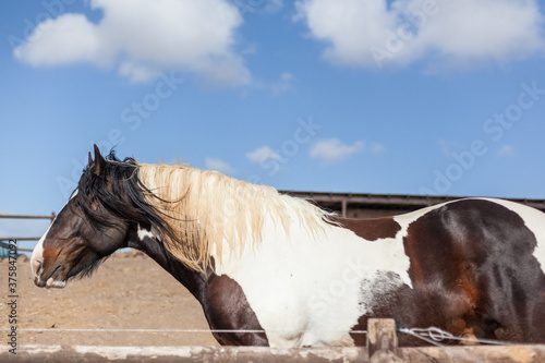 Horse Portrait in a Desert Stable . photo