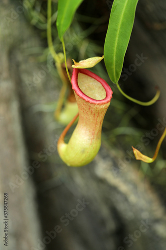 A Tropical Carnivorus Pitcher's Plant photo