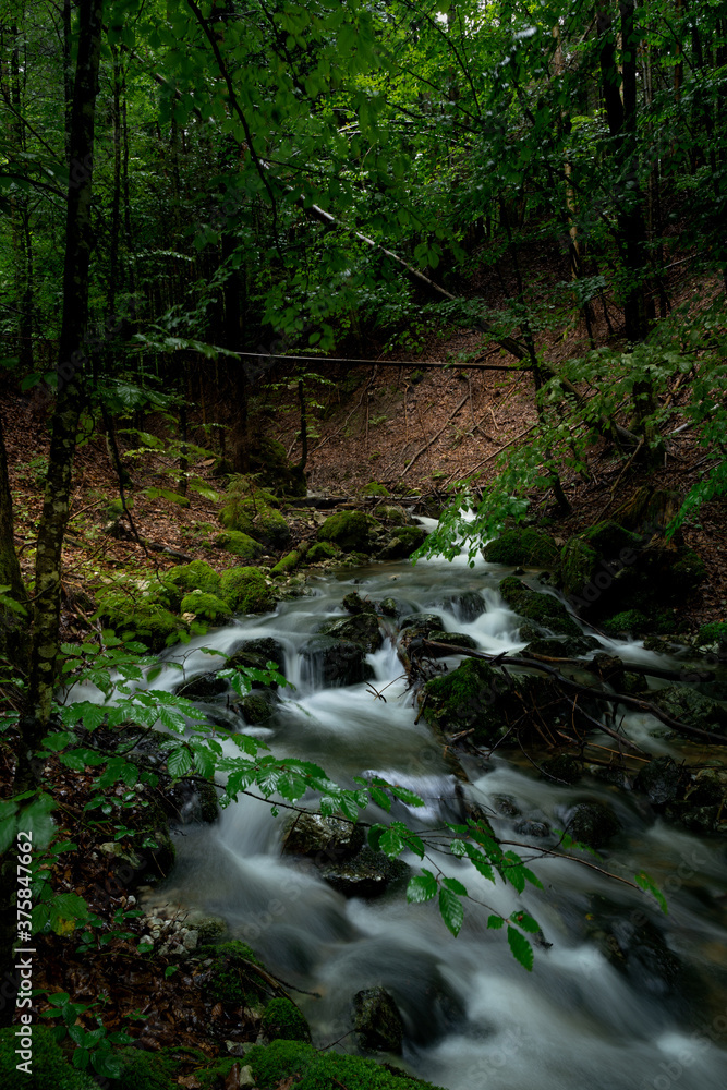 Obraz premium stream in the forest
