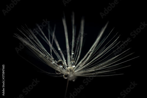 Macro dandelion seed isolated with water droplets on a black background.