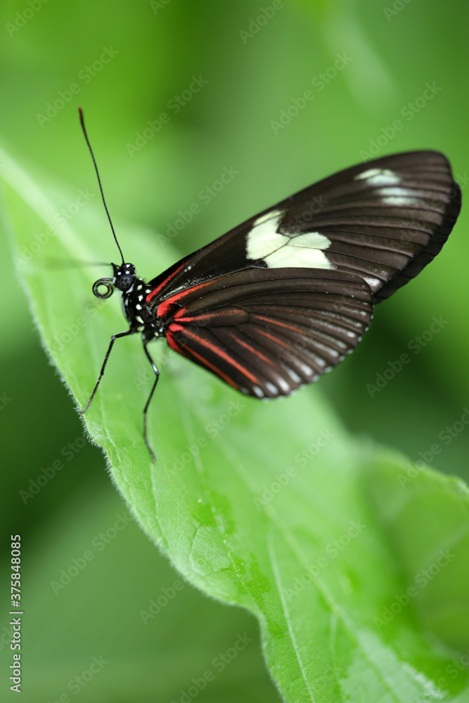 Close Up Of A Multicolored Butterfly On The Edge Of A Green Leaf Close Up Of A Multicolored Butterfly On The Edge Of A Green Leaf