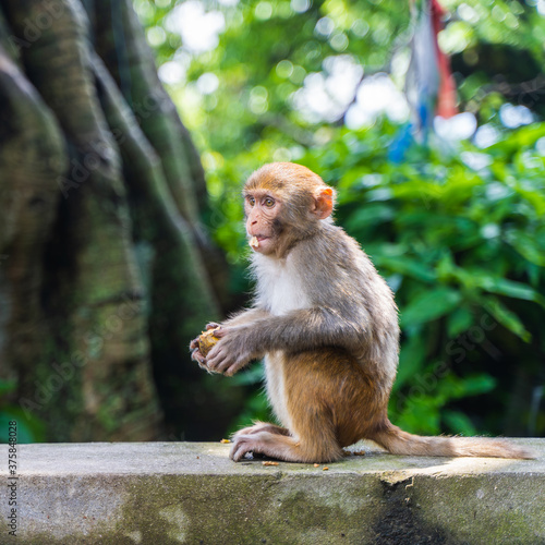 Fototapeta Baby monkey at the Swayambhunath temple, stock photo