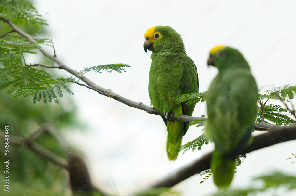 Amazon parrot from the Amazon rainforest in Venezue, on a white background Amazon parrot from the Amazon rainforest in Venezue, on a white background