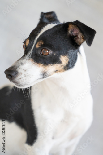 Brown, black and white Jack Russell Terrier dog posing in a studio, part of body, on a white background, copy space