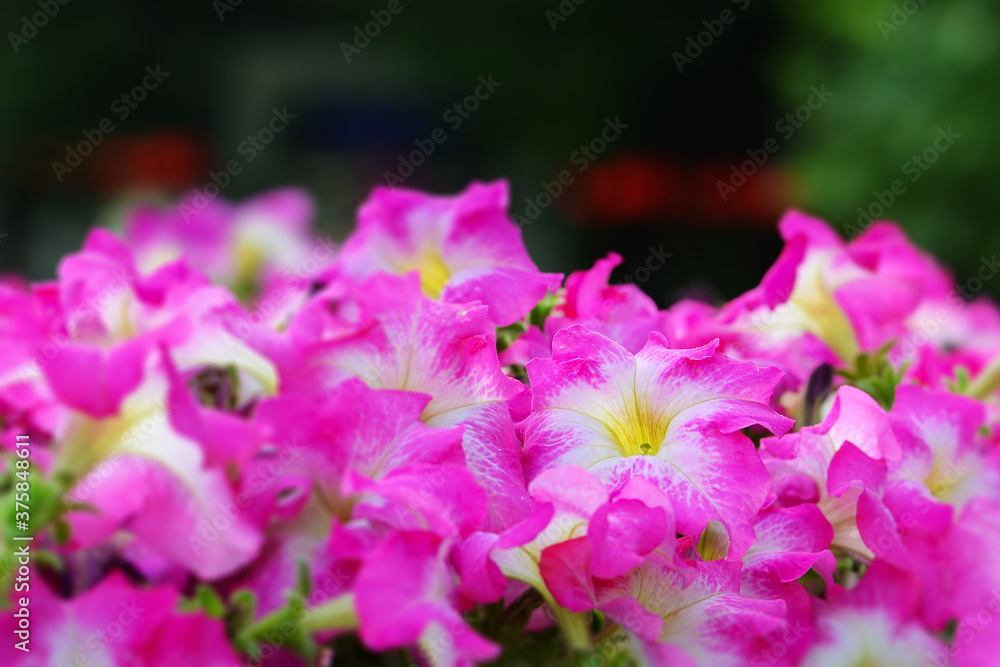 Pink petunias Pink petunias