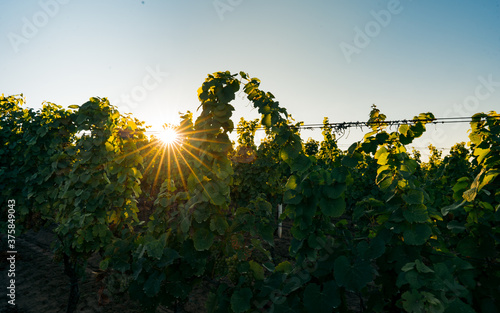 Sunrise over grape Vineyard; summer winery region morning landscape Typical view on countryside in Morava region. South Moravia in Czech Republic  photo