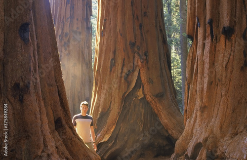 Young man standing at giant sequoia redwood trees photo