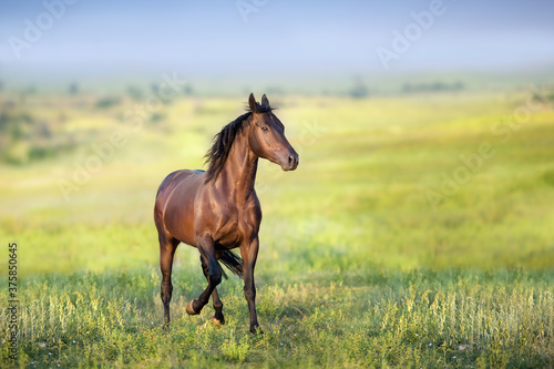 Black horse free run gallop in meadow