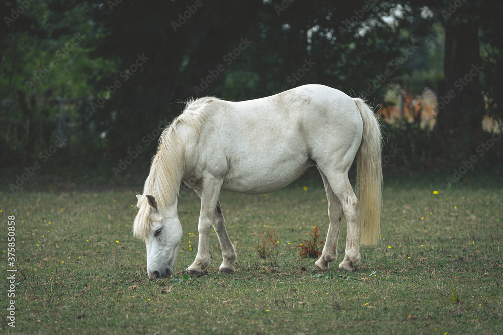 White Horse Grazzing in a field. White Horse Grazzing in a field.
