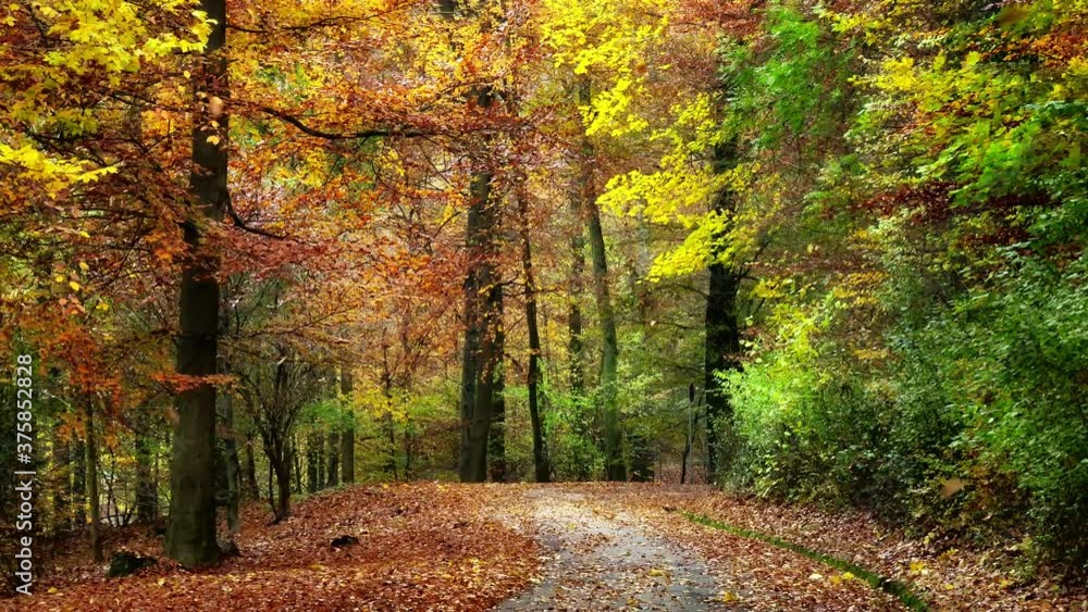 Gently moving on a path through a deciduous forest or park in autumn with colorful foliage on trees and falling with the wind