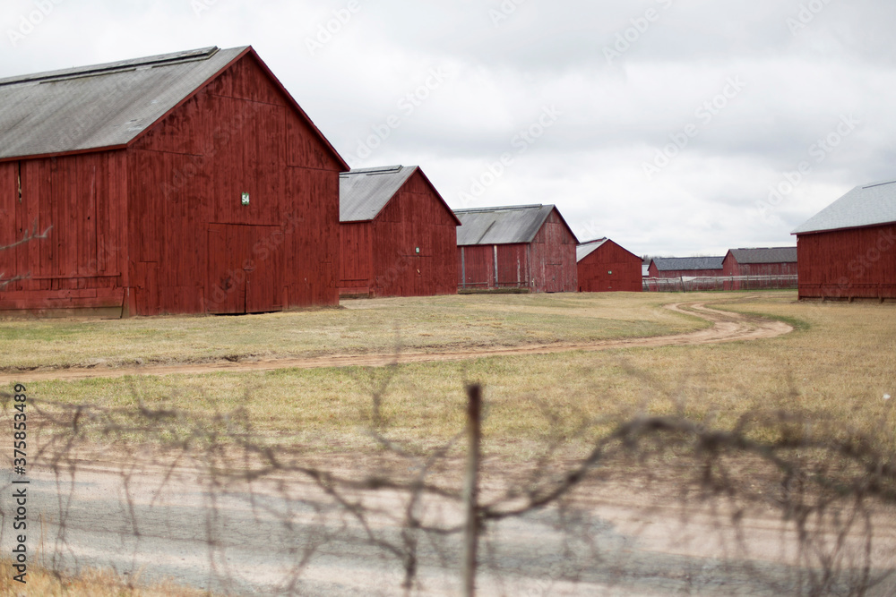 Tabacco Barns in Fall Tabacco Barns in Fall