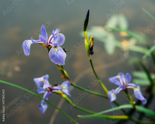 Native plant blue flag purple blooms lakeside in Minnesota photo