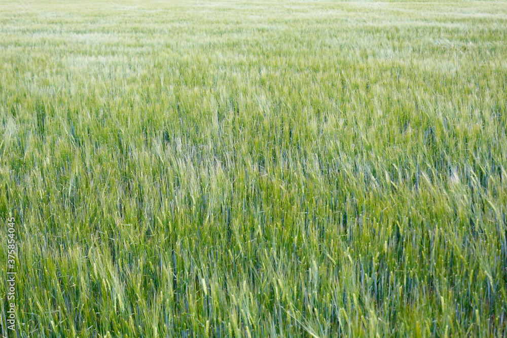 A field with young wheat in the countryside. Natural green background.