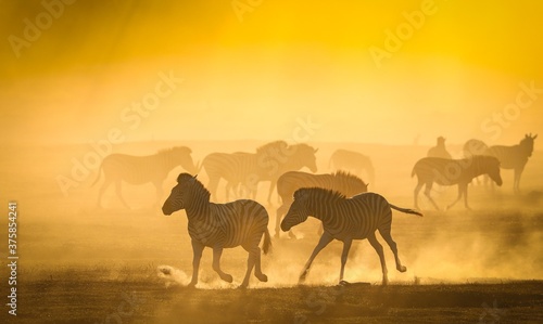 Zebra sunset