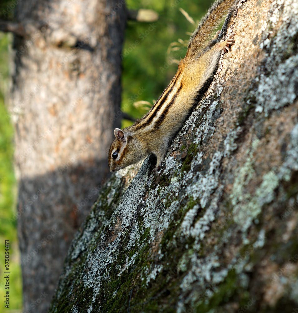 Fototapeta premium curious striped Chipmunk sitting on a rock