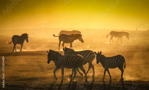 Zebra Silhouette herd photo
