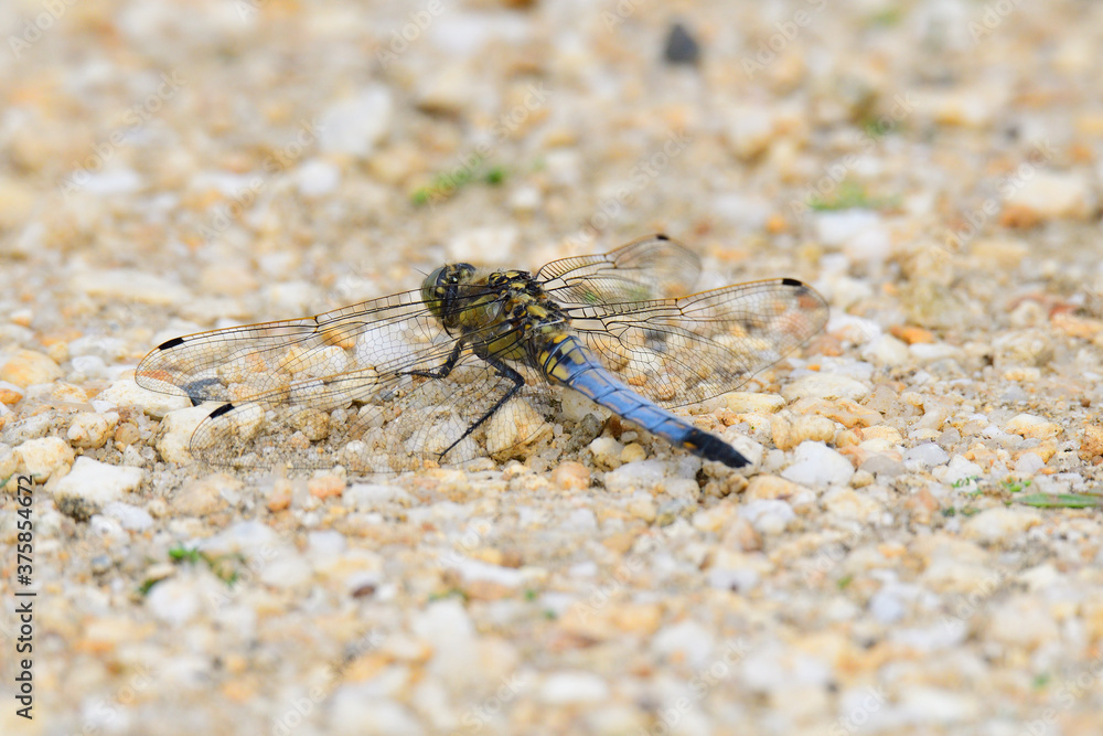Fototapeta premium Großer Blaupfeil (Orthetrum cancellatum)