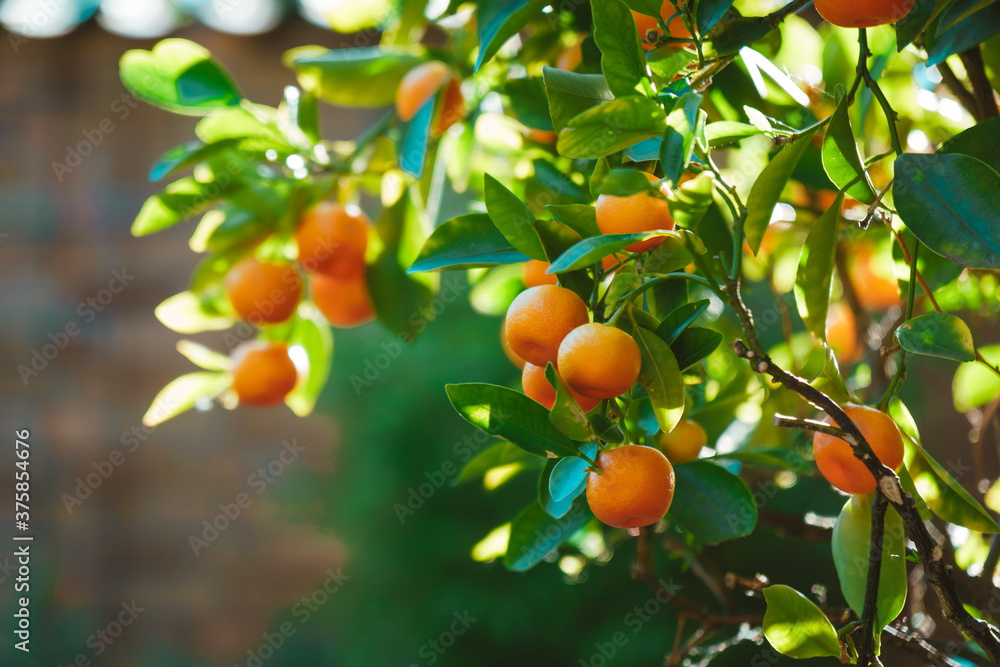 Kleine Orangen in einem Garten
