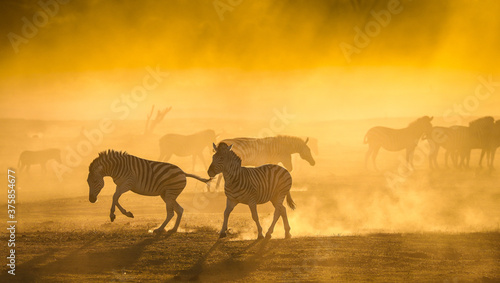 Zebra herd sunset