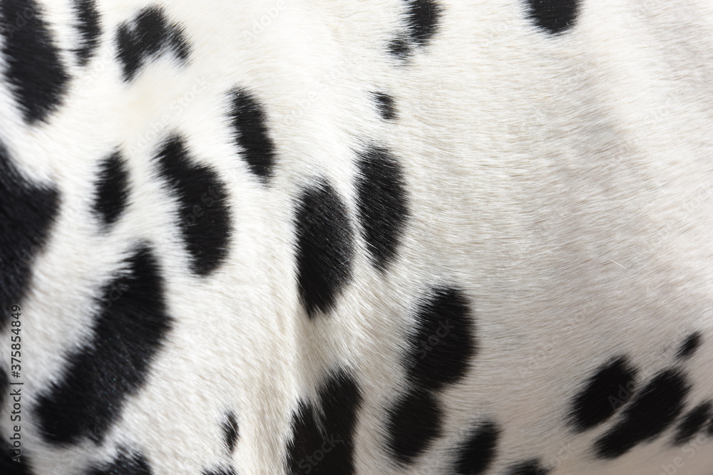 Dalmatian dog fur Dalmatian dog fur