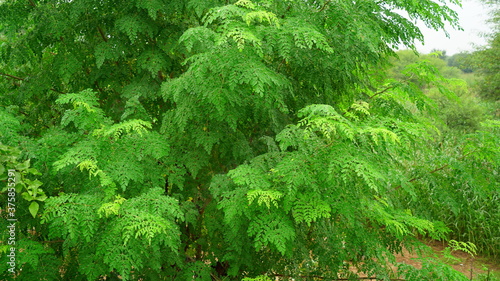 Amazing bright greenish leaves of Sahjan or Moringa tree. photo
