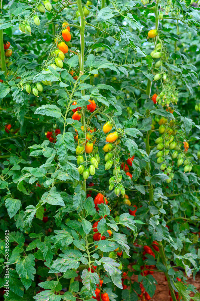 Cultivation of organic cherry tomatoes in plastic greenhouses in Lazio, Italy