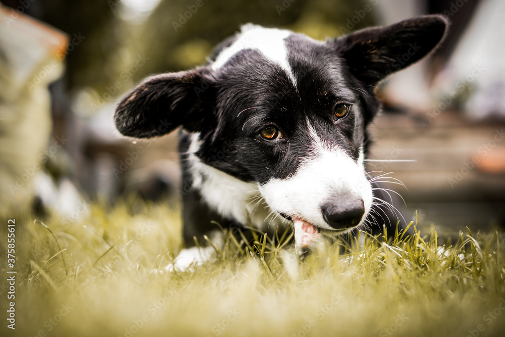 A hungry corgi dog enjoys a crunchy bone.