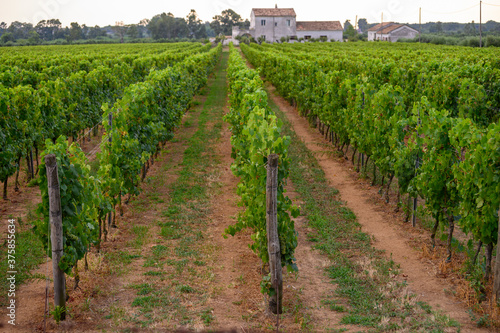 Rows with grape plants on vineyards in Campania, South of Italy photo