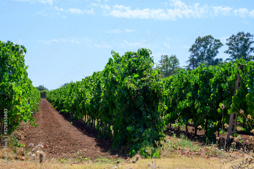 Rows with grape plants on vineyards in Castelli Romani, Lazio, Italy