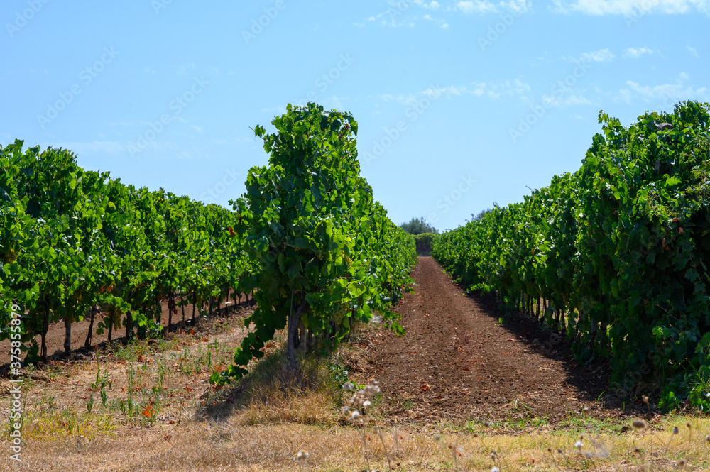 Rows with grape plants on vineyards in Castelli Romani, Lazio, Italy