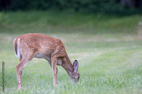 Deer on the Lawn