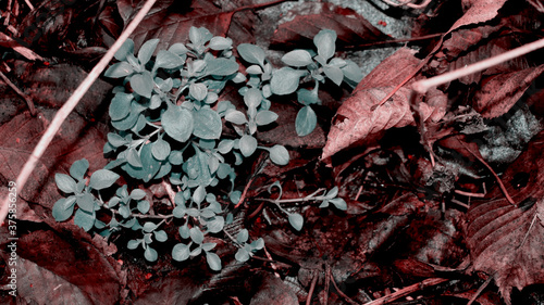 Background of fallen leaves and green grass in rainy weather