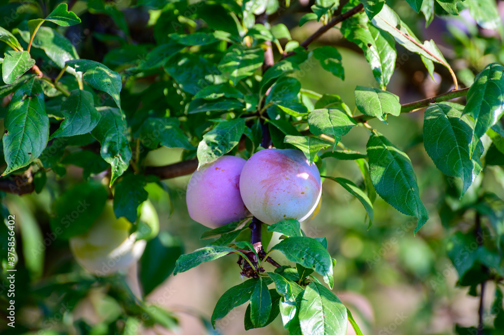 custom made wallpaper toronto digitalPlum fruits ripening on tree in orchard