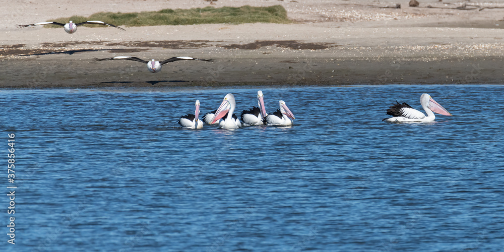 Pelicans on the bay in breeding colours
