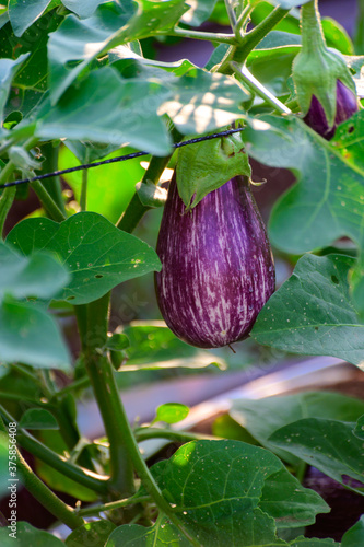 New harvest of ripe purple eggplants vegetables in Italy