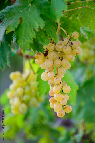 Wallpaper Mural Ripe white grapes growing on vineyards in Campania, South of Italy used for making white wine Torontodigital.ca