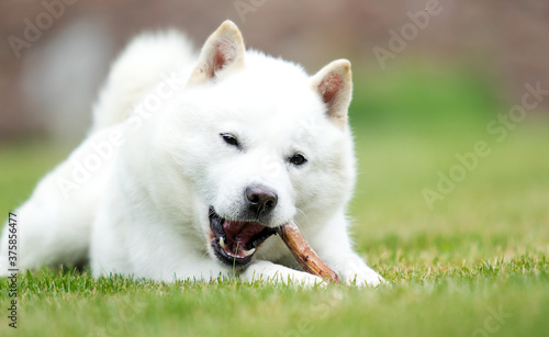 japanese hokkaido dog lying on the grass photo